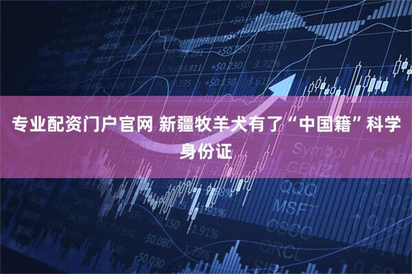 专业配资门户官网 新疆牧羊犬有了“中国籍”科学身份证